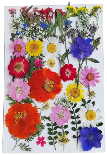 Lot de 48 fleurs de cerisier pressées naturelles séchées, 8 variétés, pour décoration de gâteaux, travaux manuels et fabrication de bijoux (mélange de feuilles de fleur)
