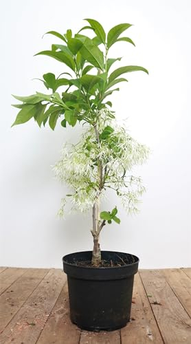 Chionanthus virginicus 30-40 cm – Winterhart, Mehrjährig, Pflegeleicht – Amerikanischer Schneeflockenstrauch – Ziergehölz für Garten & Vorgarten