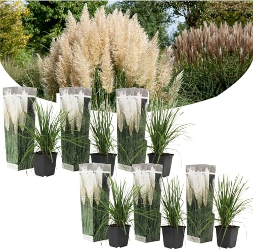 Plant in a Box - Cortaderia selloana - Set de 6 - Pampa plante Blanc - Herbe de la pampa a planter - Pot 9cm - Hauteur 25-40cm