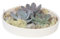 Plant in a Box - Rootless - Echeveria Garden Mix White - Sukkulenten im dekorativen Maßstab - Weiß - 20 cm