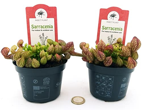 POWERS TO FLOWERS - SARACENIA PSITTACINA, Vaso 10 cm diametro, pianta vera