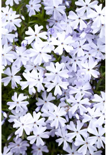 Phlox subulata 'Emerald Cushion Blue' - Garten-Teppich-Flammenblume - 9cm Topf