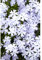 Phlox subulata 'Emerald Cushion Blue' - Garten-Teppich-Flammenblume - 9cm Topf