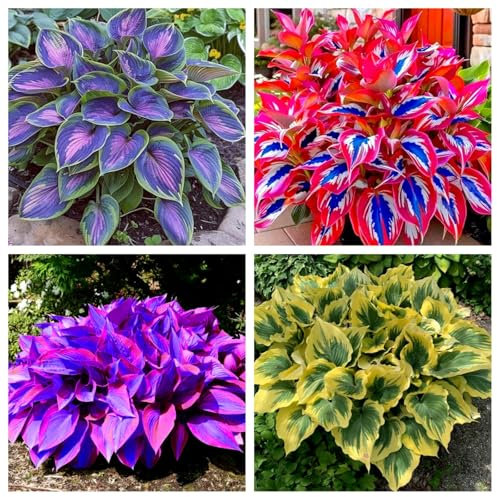 Vigorously Growing hostas-Hardy Perennial, Hostas Plants UK, Excellent Display-A-4 Bulbs