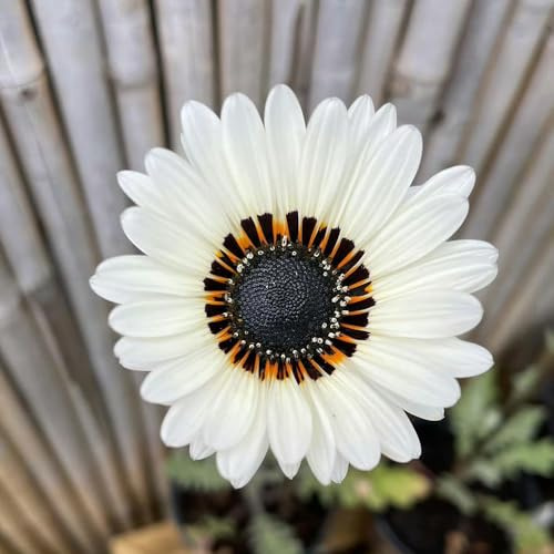 semi di campo, resistenti all'esterno, primaverili di campo Decorazione da giardino per esterno, balcone rampicanti 50pcs