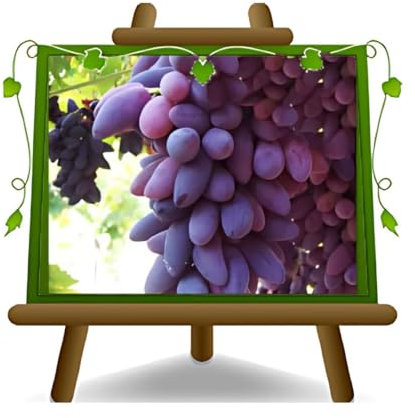 Vigne Pizzutello noir - Plante de fruits vieux porte-greffe sur pot 20 - arbre max 170 cm - 2 ans