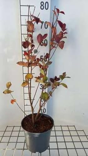 Lagerstroemia ind. 'Rhapsody In Pink' - Lilas des indes 40-50 cm en pot