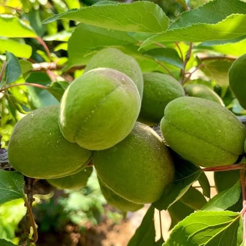 semillas de albaricoque - decorativas, comprar un albaricoquero resistentes para el jardín para balcones, 5pcs
