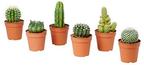 VEG SRLS Lot de 6 cactus, plantes grasses véritables de décoration, fournis dans des pots, 5,5 cm