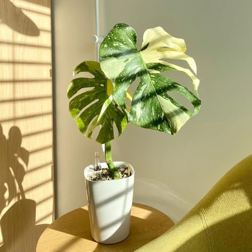 Monstera variegata - Graines de Monstera - Véritables plantes décoratives en pot - Cadeau de jardin - Graines de fleurs - Cadeau - Plantes de bureau - Plantes de jardin originales - 20 pièces