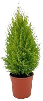 Ciprés Gold Crest Natural - Arbusto para Jardines o terrazas