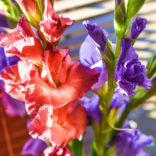 Gladiolus Bulbs UK Gladiolus Flower Gladiolus Plant(Plant Bulbs,Ornamental Flowers,Wedding Flowers,Cut Flowers)-3bulbs-d