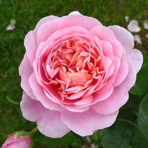 Eustacia Vye®, rosaio viva di Rose Barni®, rosa in vaso English Roses®, fiori medio grandi a coppa, profumo intenso, colore sfumato rosa albicocca, cod. 71111