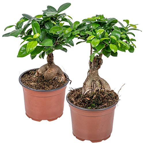 Bloomique - 2er Set - Ficus Ginseng - Bonsai Baum - Zimmerpflanzen - Pflegeleicht - Luftreinigend - Höhe 20-30 cm - Topf 12 cm