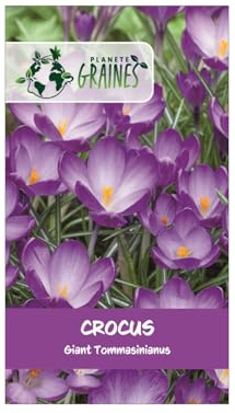 5 Bulbes de Crocus Violet Géant – Tommasinianus – Floraison Précoce et Abondante au Jardin ou en Pot