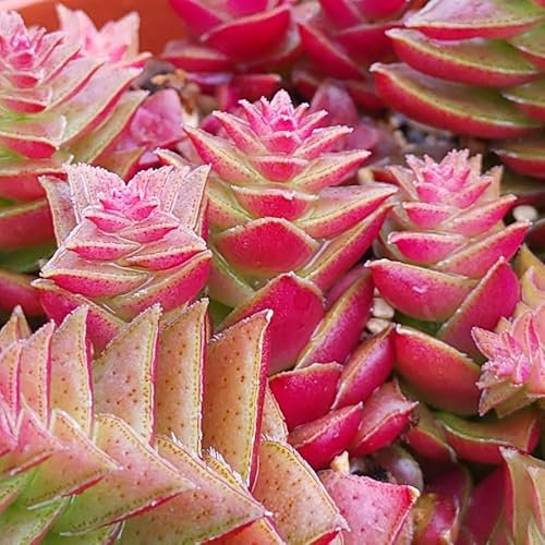 SUNNYPLANTS - Crassula capitella thyrsiflora plante, boutures, plantes succulentes, graines, boutures Crassula