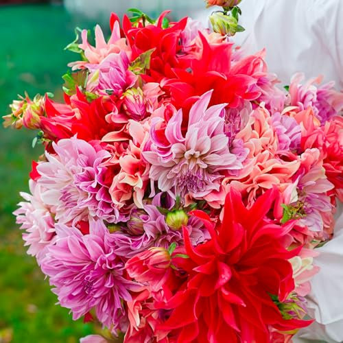 3 Bulbes (tubercules) de Dahlia Décoratif LABYRINTH BOUQUET | Bulbes des meilleurs producteurs néerlandais | Sélection exclusive et contrôle qualité