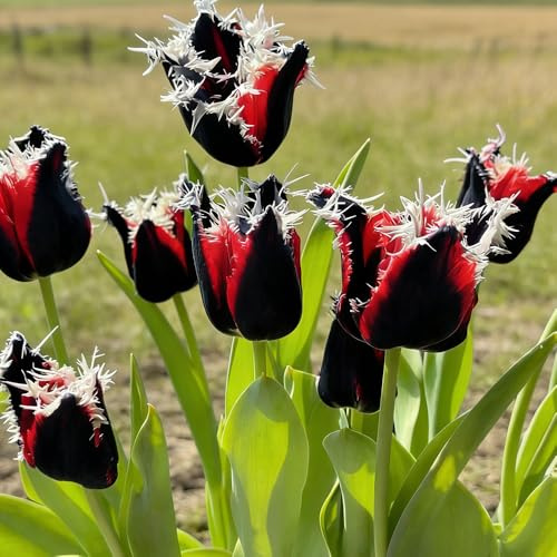 bulbos de tulipán, Jardín en balcón poco común exterior de jardín rocas Decoraciones exteriores resistentes en rocas balcón interior 10pcs
