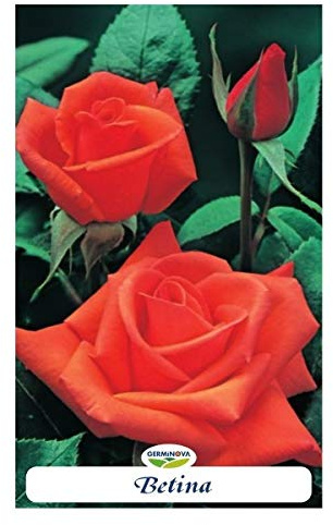 Rosal grandiflora color Anranjado - Betina en bolsa (en cepellón)