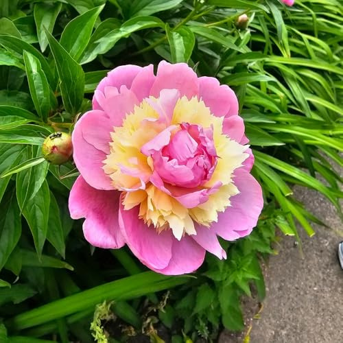 bulbi di peonie resistenti, da esterno peonia to in giardino primaverili decorazione 4pcs