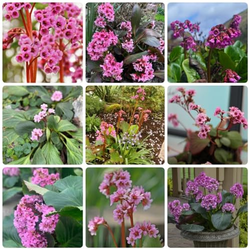 Semi di autunnali di Bergenia, decorazione del soggiorno Bergenia cordifolia - copertura del terreno, perenni resistenti decorazione del giardino 80pcs