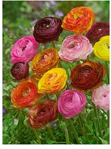 10 x Ranunculus Picotee Mixed Beautiful Spring Summer Flowering Bulbs Persian Buttercup Aviv Cut Flowers Hardy Garden Perennial Ready to Plant Corms Size 6/7