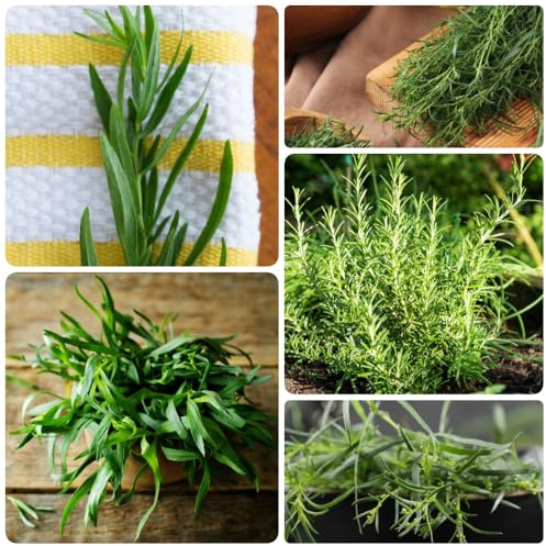 Semillas de estragón orgánicas, semillas de resistentes para el jardín 150pcs