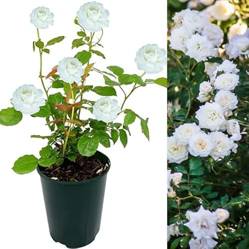 Rose Bush Ice Cream - Floribunda White Rose Bush for The Garden in a 3 Litre Pot (1 Plant)