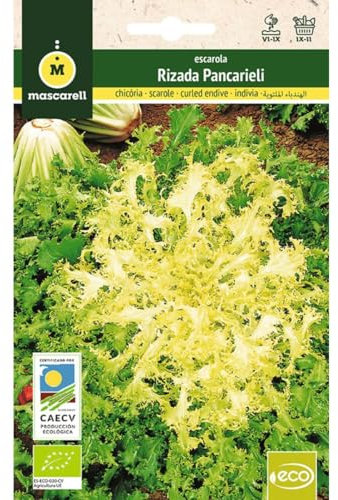 Mascarell Semillas, ESCAROLA RIZADA PANCARIELI, Semillas Ecológicas, 5 Gramos