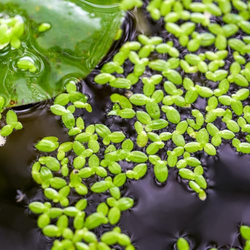 semillas de acuario de lenteja de agua resistentes para balcones acuáticas Las de balcón son perennes 65pcs