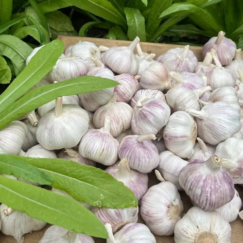 Knoblauchzwiebeln, Steckknoblauch Pflanzknoblauch, gemüsepflanzen gewächshaus balkon nachhaltige geschenke geschenke für gartenfreunde 4pcs