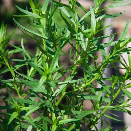 semillas de estragón jardín de semillas extraño exótico resistentes jardines rocas silvestres resistentes variedades antiguas cultivo 400pcs