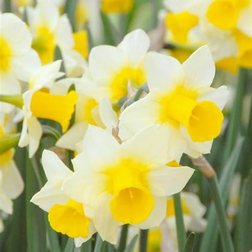 Narzissenzwiebel-Winterhart MehrjäHrig,Narzissen Zwiebeln Winterhart,Narzissen Knollen,Bonsai Pflanze-2zwiebeln-c