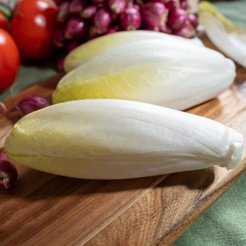 semi di cicoria perenni, resistenti insalata di radicchio, biologiche, varietà antiche 60pcs