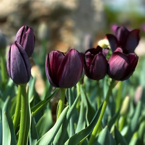 Bulbi di tulipano resistenti per giardini rocciosi bulbi varietà antiche biologiche rare arredamento del soggiorno resistenti giardino 5pcs