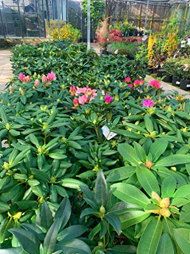 2 x Large Rhododendron in a 5 Litre Pot (Mixed Colours)