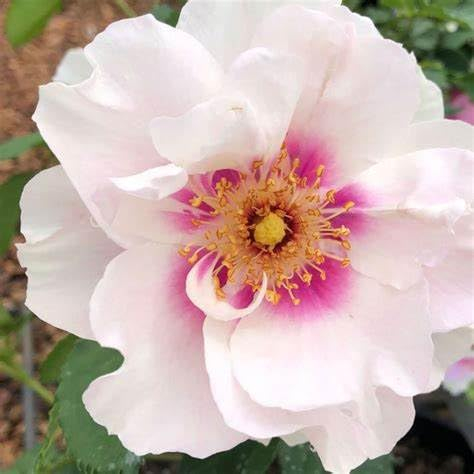 Beetrose Eyes on me ® im 5 Liter Rosentopf