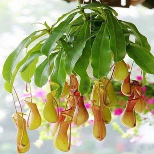 25 Hanging Kannenpflanze Fleisch fressende Blumensamen Flytrap Bug Essen Exotisch