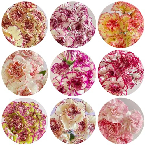 semi di garofano, giardino decorazione resistenti per primaverili di esotici appartamento 250pcs