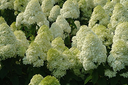 1 PIANTA Ortensia Hydrangea PANICULATA Limelight Vaso 18CM Caducifoglia
