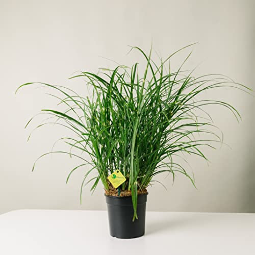 Plantì MISCANTHUS – Pianta Ornamentale da Esterno, Miscanto Semisempreverde Ideale per Vaso e Giardino, Diametro Vaso 19 cm (Beige)