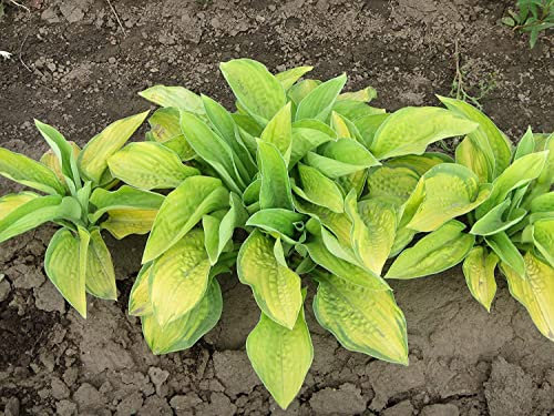 Rizoma Hosta Funkia-Hosta pianta Piante bulbi Piante erbacee perenni Pianta da esterno/piante di colore misto