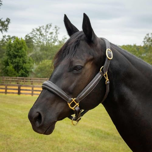 Jeffers Equine Softie - Cabestro acolchado de cuero para caballo, completo – Corona y nariz ajustables, cierre de mejilla de liberación rápida, tachuelas de estilo inglés para entrenamiento, aseo
