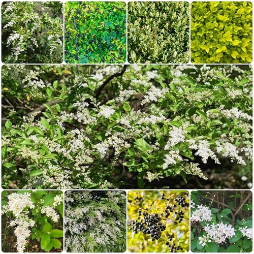 semillas de aligustre - balcón resistentes, interior, jardín reales, exterior 200pcs