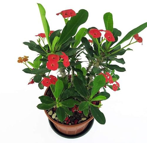 DECOALIVE Cactus Corona Cristo Color Rojo Planta PREMIUM Natural Interior y Exterior