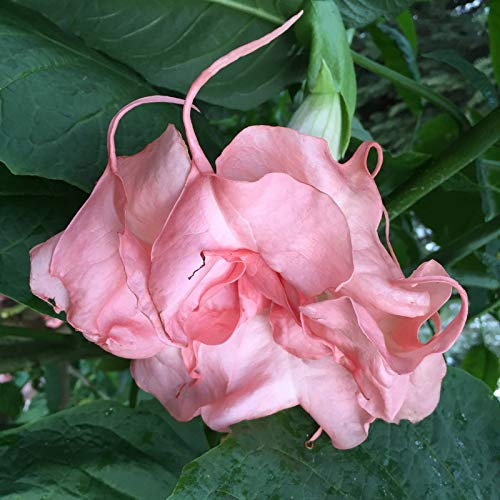 Semi di Germinazione: Unbewurzelter Steckling Brugmansia Grandiose Phänomenale Engelstrompeten-Tropenpflanze