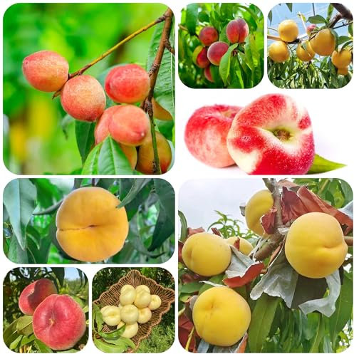 pfirsichbaum samen - balkon hochbeet pfirsichbaum exotische samen pflanzen winterhart - Seltene Pflanzen serie - zimmerpflanzen samen winterharte kübelpflanzen obstbaum indoor garten 25pcs