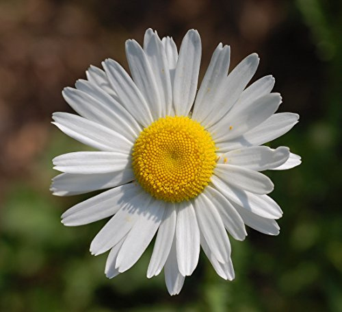 WIESEN - MARGERITE Leucanthemum vulgare 200+ Samen mehrjährige Heilpflanze E 380