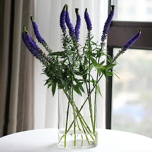 semillas de salvia - salvia - decoración de sala estar, jardín semillas balcón como recuerdo fiesta orgánicas silvestres primavera Jardín 1500semillas