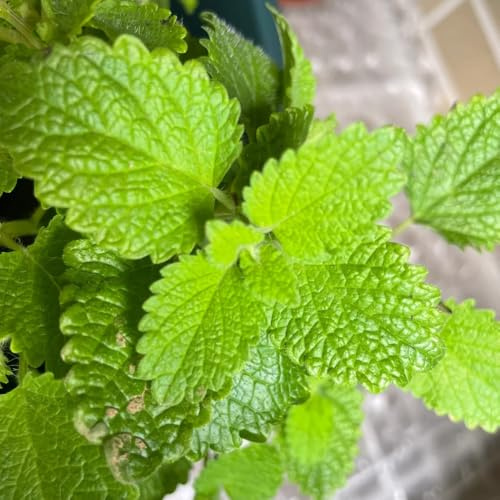 zitronenmelissesamen seltene unkompliziert zu pflegen 300pcs